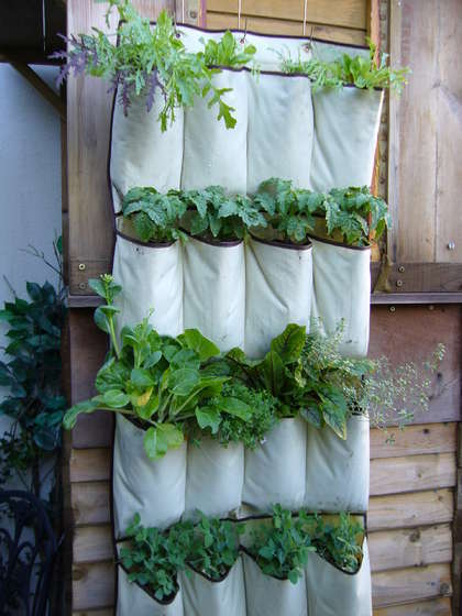 Apartment balcony garden with colorful flowers and herbs